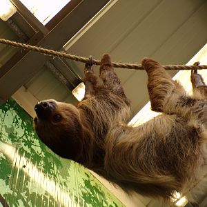 Two toed sloth hanging above me 14.8.23