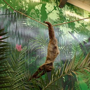 Two toed sloth feeding on plant pot 14.8.23