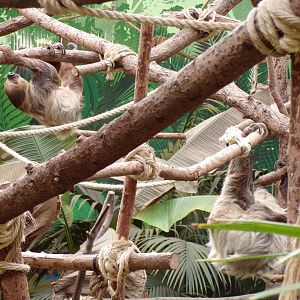 Both two toed sloths moving 14.8.23