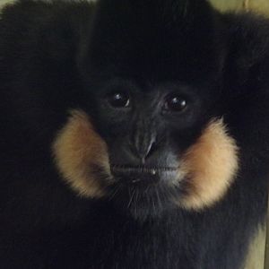 Buff-cheeked gibbon 14.8.23