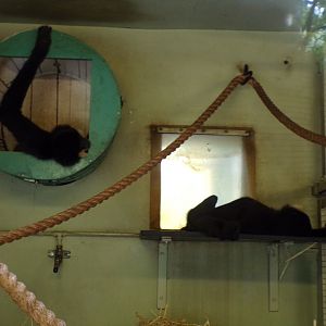 Buff-cheeked gibbons relaxed 14.8.23