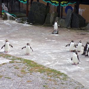 Rockhopper penguin group 14.8.23