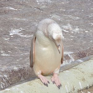 Leucistic gentoo penguin 14.8.23