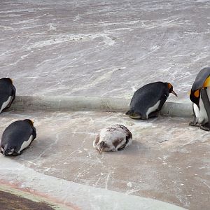 Gentoo and Kings chilling 14.8.23