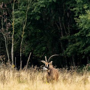 Roan antelope : Watatunga : 22 Sep 2024