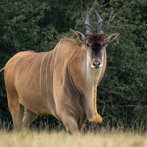 Common eland : Watatunga : 22 Sep 2024