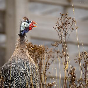 Helmeted guineafowl : Watatunga : 22 Sep 2024