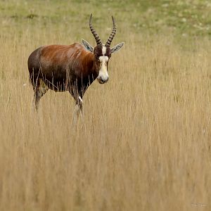 Blesbok: Watatunga : 22 Sep 2024