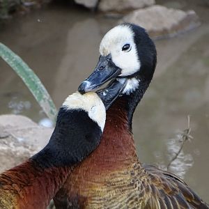 White-faced Whistling Ducks, 14th September 2024