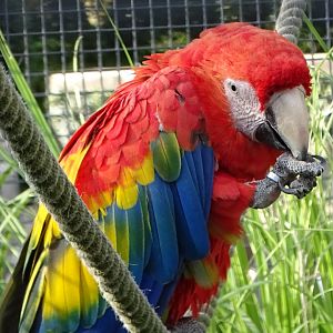 Scarlet Macaw, 14th September 2024