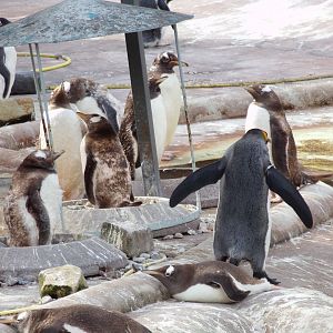 Gentoo penguins 14.8.23