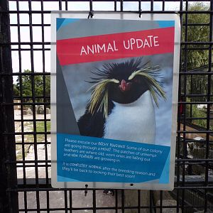 Rockhopper penguin sign 14.8.23
