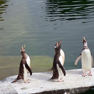 Gentoo penguins calling 14.8.23