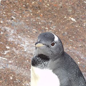 Gentoo penguin close up 14.8.23