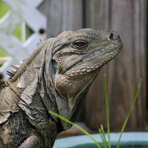Ricord's Ground Iguana (Cyclura ricordii) - male