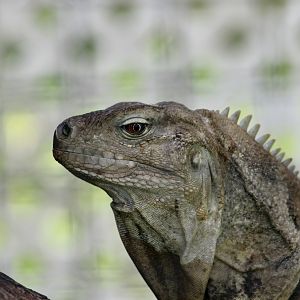 Ricord's Ground Iguana (Cyclura ricordii) - female