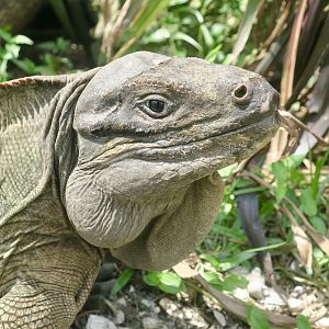 Anegada Ground Iguana (Cyclura pinguis) - male
