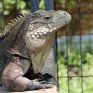 Lesser Caymans Iguana (Cyclura nubila caymanensis) - male