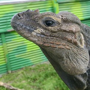 Rhinoceros Iguana (Cyclura cornuta cornuta) - male "Elvis"