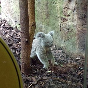 Koala on the ground 14.8.23