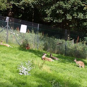Grey kangaroos and swamp wallaby 14.8.23