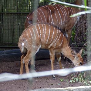 Nyala calf 14.8.23