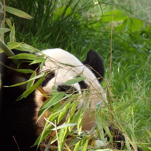 Giant panda “Yang Guang” 14.8.23
