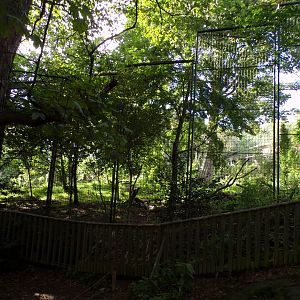 Asiatic lion enclosure upper section 14.8.23