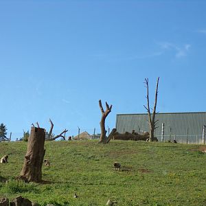 View of gelada enclosure (giraffe house in the background) 14.8.23