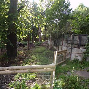 Visayan warty pig enclosure 14.8.23