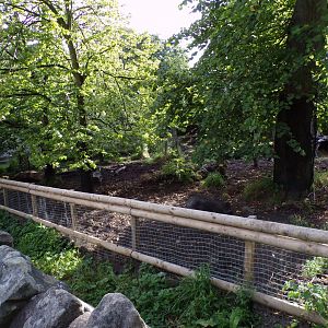 Visayan warty pig enclosure 14.8.23