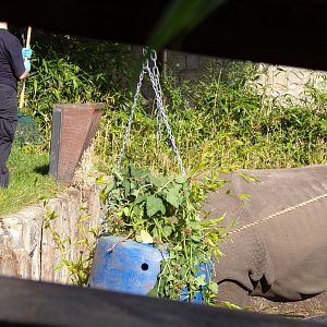 Indian rhinoceros and keeper 14.8.23