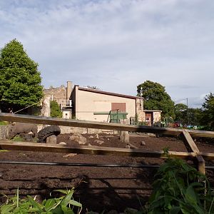 Indian rhinoceros lower part of enclosure 14.8.23