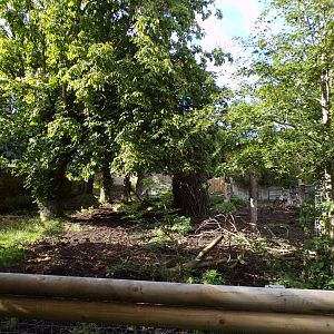 Visayan warty pig enclosure 14.8.23
