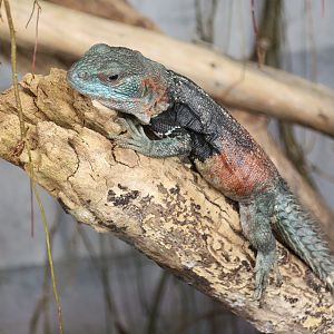 Campeche Spiny-Tailed Iguana (Cachryx alfredschmidti)