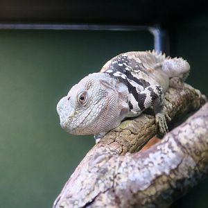 Yucatán Spiny-Tailed Iguana (Cachryx defensor)