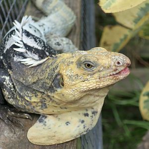 Black-Chested Spiny-Tailed Iguana (Ctenosaura melanosterna) - male