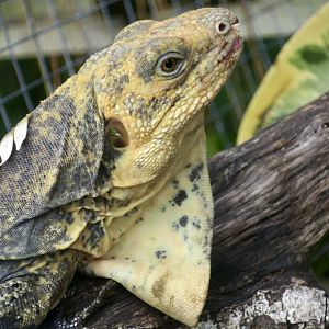 Black-Chested Spiny-Tailed Iguana (Ctenosaura melanosterna) - male