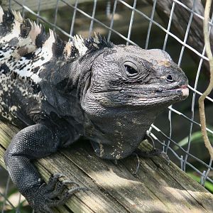 Roatán Spiny-Tailed Iguana (Ctenosaura oedirhina) - male