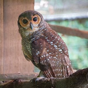 Spotted Wood Owl (Strix seloputo)