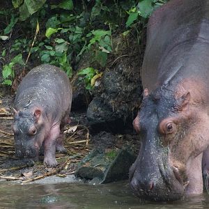 Hippopotamus (Hippopotamus amphibius)