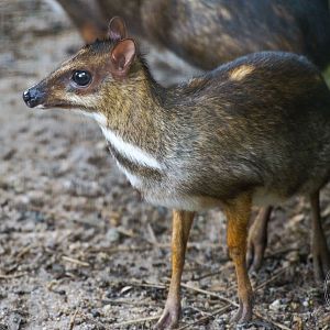 Greater Mousedeer (Tragulus napu)