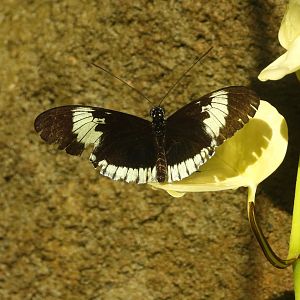 Butterfly 3 (Omaha Zoo)