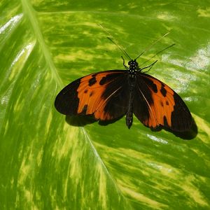 Butterfly 2 (Omaha Zoo)