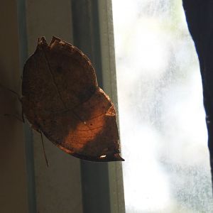 Butterfly 1 (Omaha Zoo)