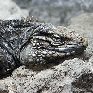 Cuban Rock Iguana (Cyclura nubila nubila)