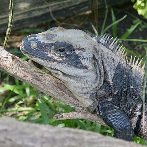 Black Spiny-Tailed Iguana (Ctenosaura similis)