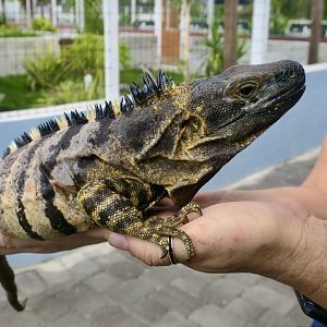 Western Spiny-Tailed Iguana (Ctenosaura pectinata)