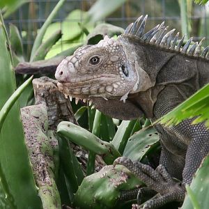Lesser Antillean Iguana (Iguana delicatissima)