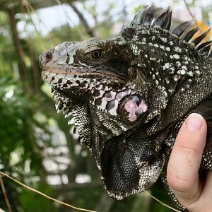 Saban Black Iguana (Iguana melanoderma) - male